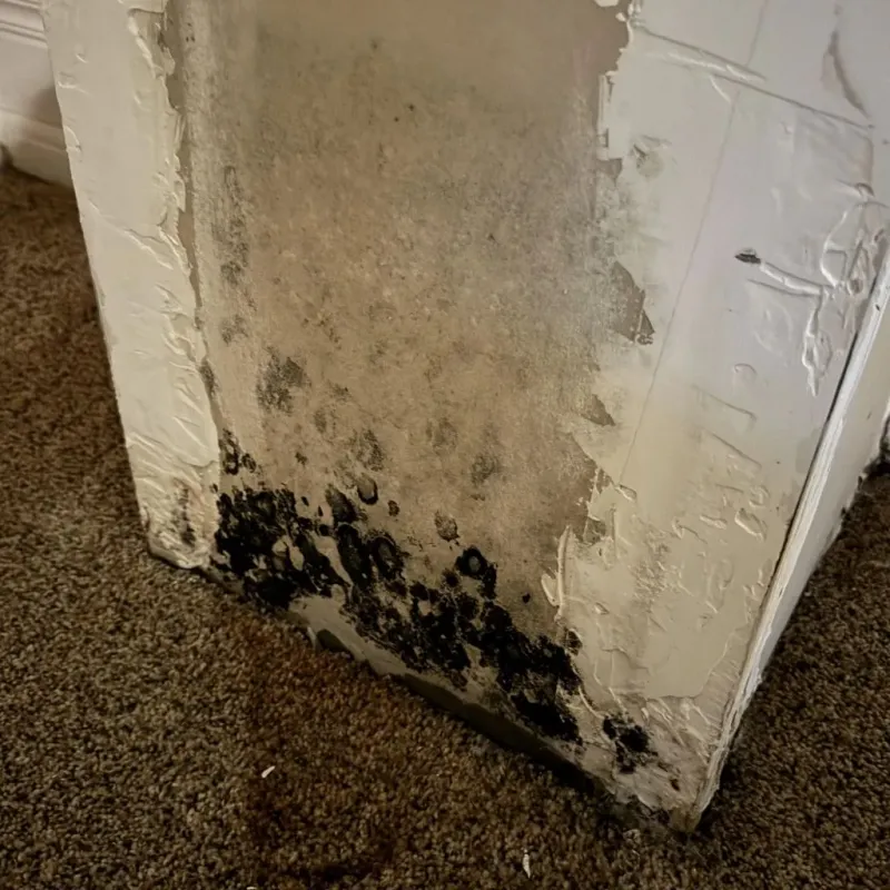 Professional Mold Removal in Roseland, CA